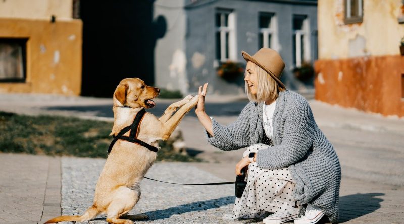 Comment choisir un harnais pour chien ?