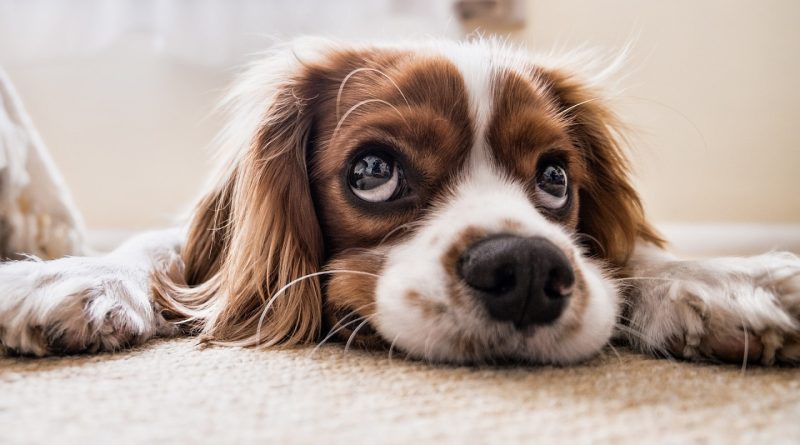 La passion des Français pour les animaux