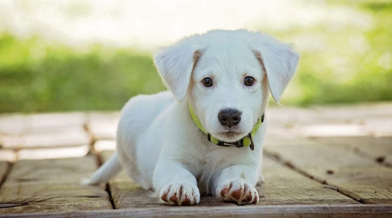 Assurance chien : est-ce vraiment nécessaire ?