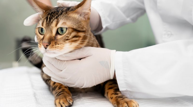 Avantages de la stérilisation : pourquoi stériliser votre chat ?