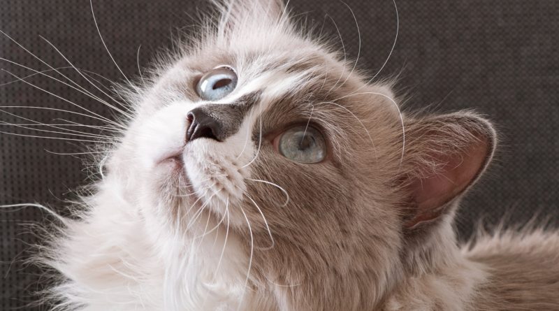 Les causes du stress chez le chat : qu'est-ce qui le rend nerveux ?