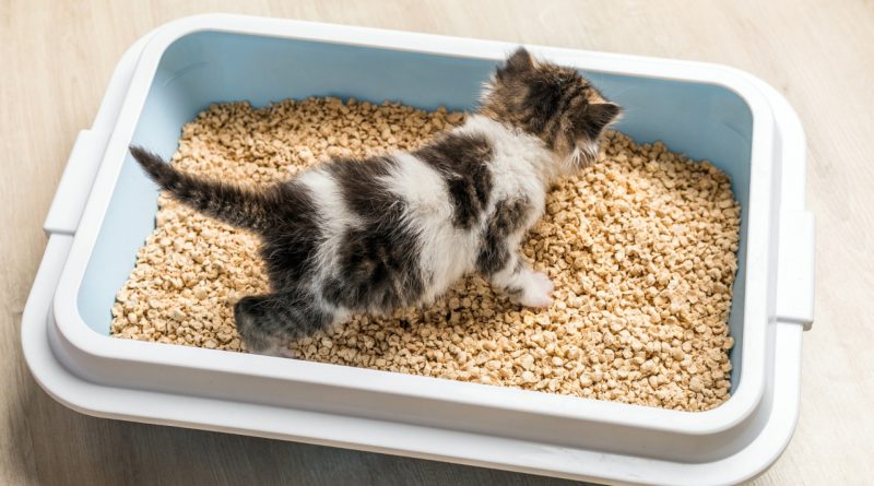 Quelle litière est la plus adaptée pour mon chat ?